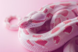 A purebred snake poses for a portrait in a studio with a solid color background during a pet photoshoot.