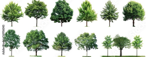 A collection of different types of trees isolated on a white background.