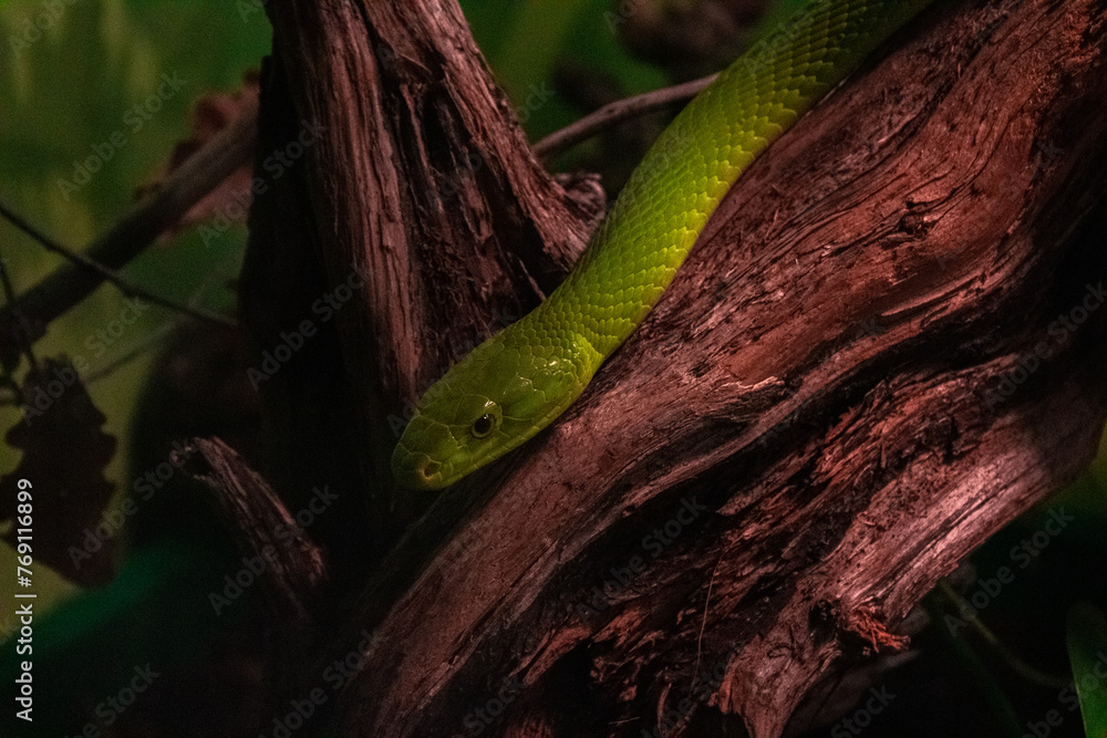 Obraz premium green snake