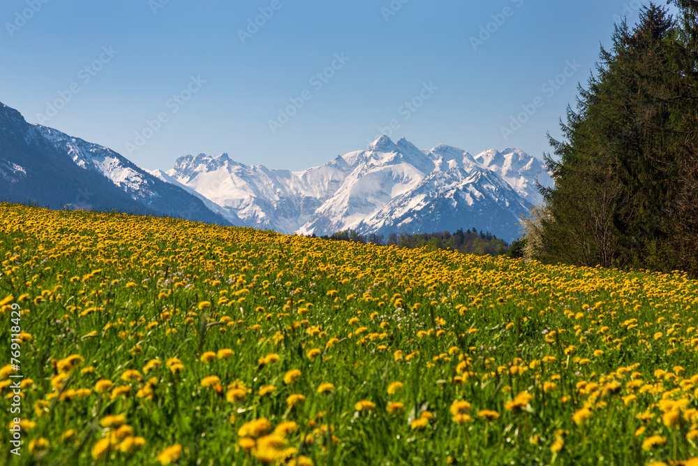 Allgäu - Frühling - Löwenzahn - Blumen - Berge - schneebedeckt - Kontrast