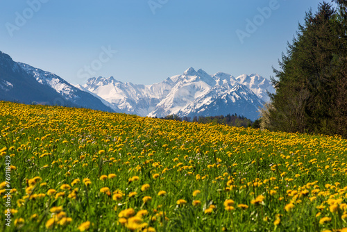 Allg  u - Fr  hling - L  wenzahn - Blumen - Berge - schneebedeckt - Kontrast