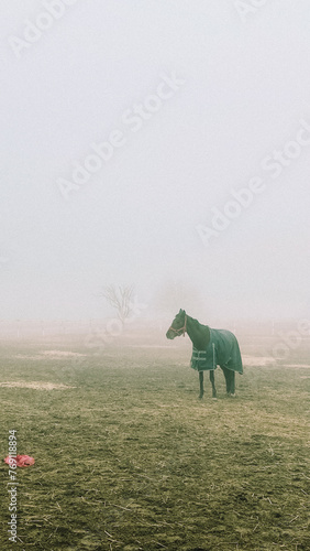 white horse on a meadow