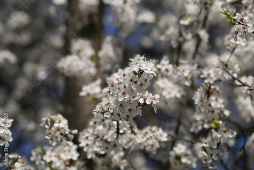 Lush white blossoming apricot branches on a sunny spring day. © Ihor95