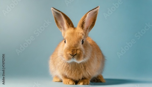 photo portrait of bunny or rabbit on blue background for digital printing wallpaper custom design easter concept