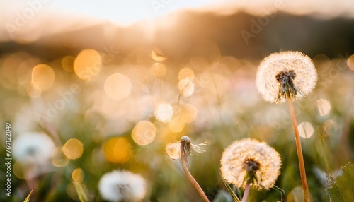 spring background with flowers and dandelions blurred bokeh generation