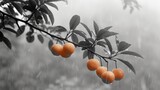   Oranges hanging from tree branch during rain, water droplets falling