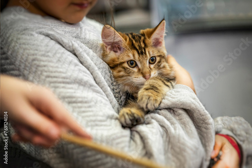 Fluffy kitten in hands of girl, shelter of homeless animals. Girl taking cat to her home, kindness concept