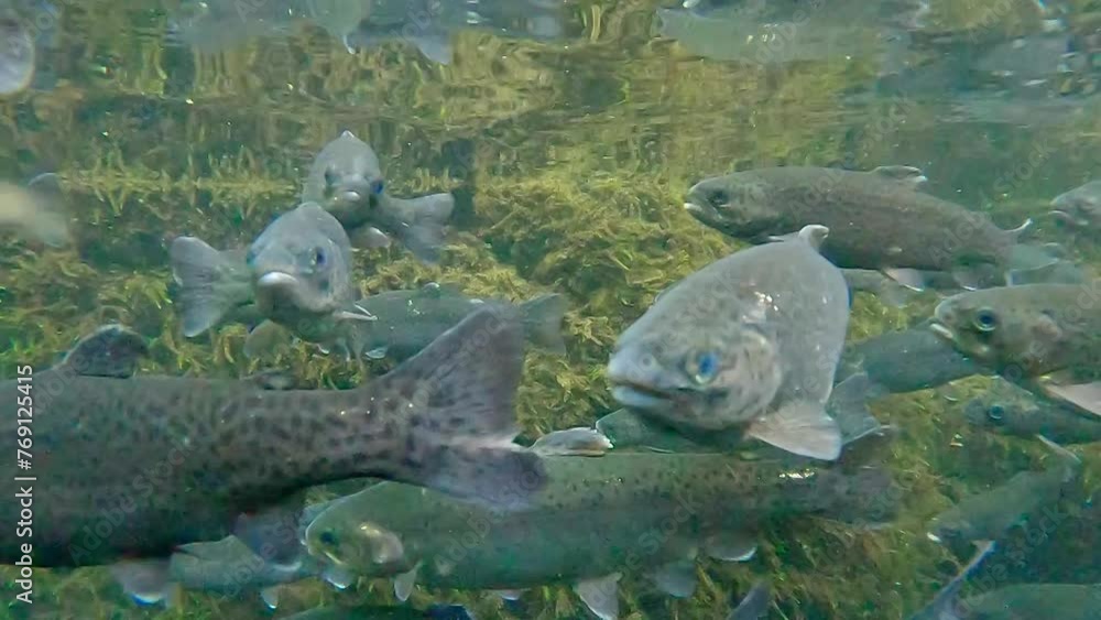 Trout fish group swimming in a stream of water Trout fish group swimming in a stream of water
