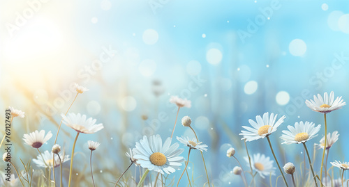 Daisies flowers in the rain on a blue spring background with sun rays and a blurred nature meadow