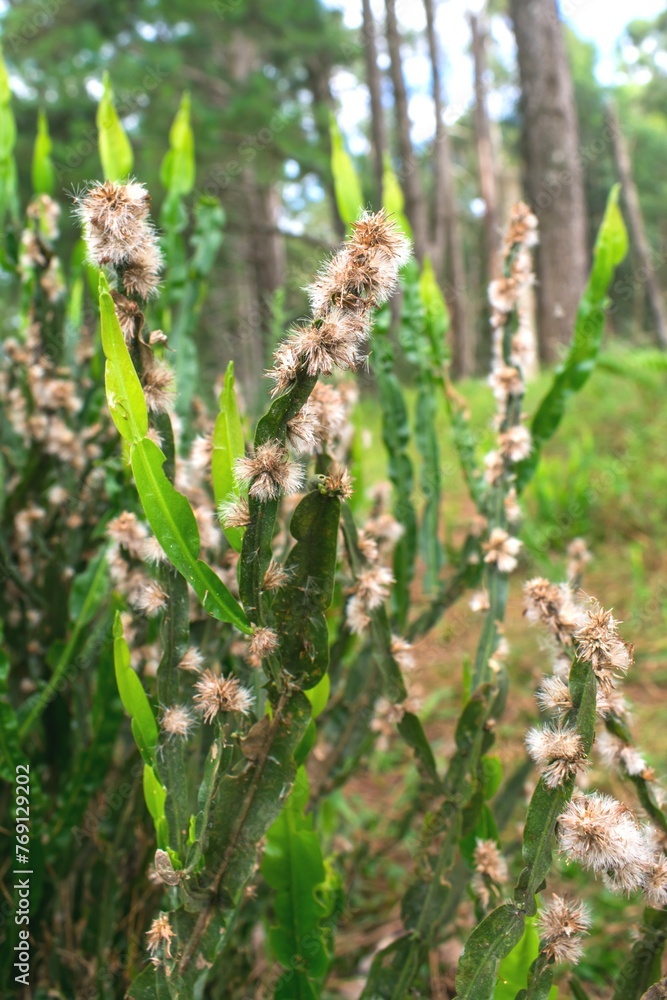 Carqueja plant (Baccharis trimera) in bloom with many flowers in Sao Francisco de Paula, South of Brazil Carqueja plant (Baccharis trimera) in bloom with many flowers in Sao Francisco de Paula, South of Brazil