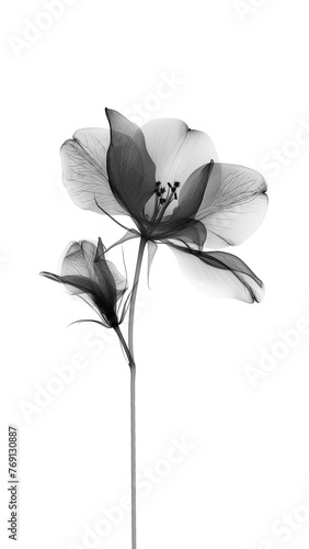 Black flower in x-rays on a white background. Botanical illustration in minimalist style. © Наталья Зюбр