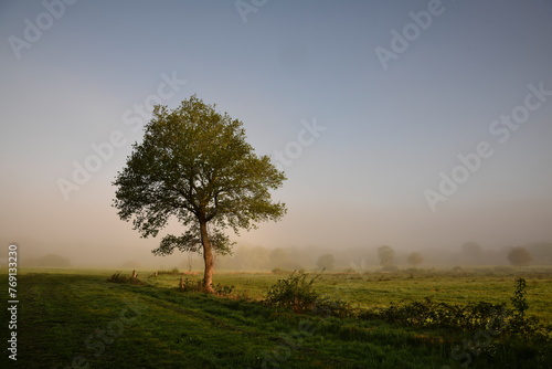 Wallpaper Mural Das sanfte Licht Frieslands - der einzelne Baum Torontodigital.ca