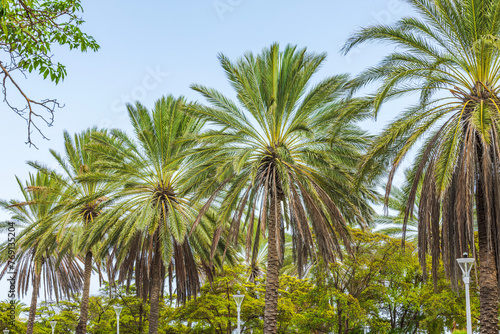 Beautiful view of coconut trees in a park against the backdrop of a cloudless sky on the island of Curacao.