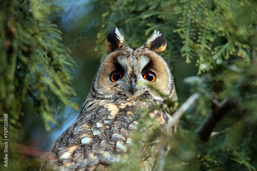 European Long Eared Owl (Asio otus) sits on a branch in a thuja tree on a beautiful spring day. © Silviu