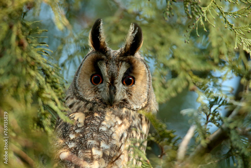 European Long Eared Owl (Asio otus) sits on a branch in a thuja tree on a beautiful spring day. © Silviu