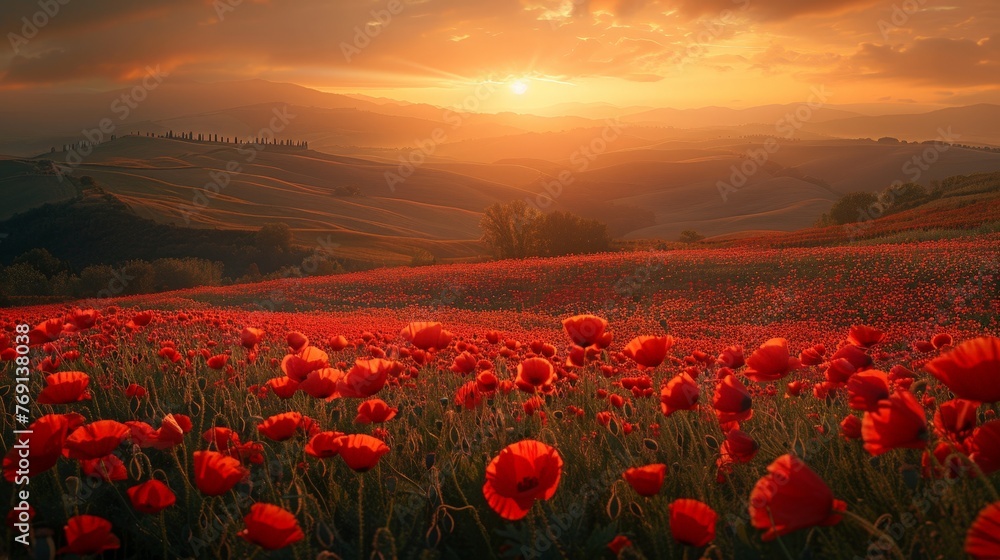 landscape poppy flower field at sunset