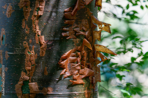 Detailed view of a Gumbo Limbo tree in Mexico, featuring a cluster of vibrant green leaves in sharp focus.
