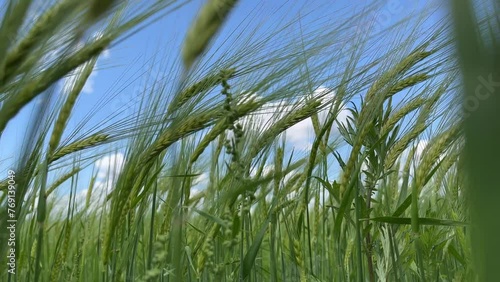 Field with wheat, wind blowing, blue sky with beautiful clouds