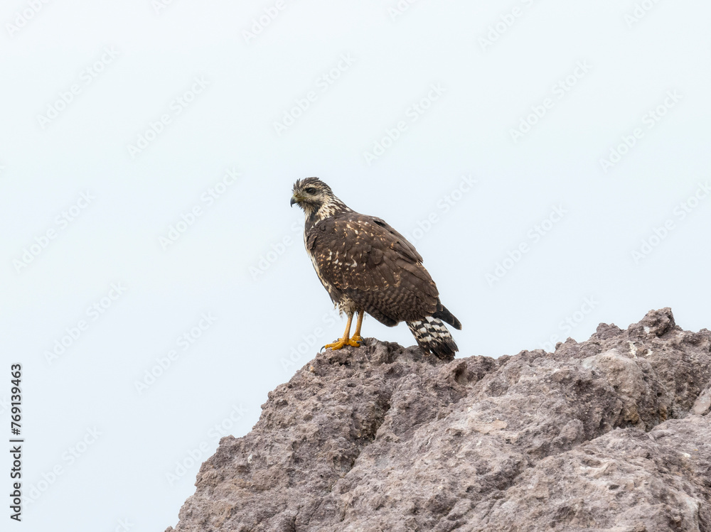 Fototapeta premium A common black hawk, scientifically known as Buteogallus anthracinus, is sitting on top of a sizable rock in Mexico.