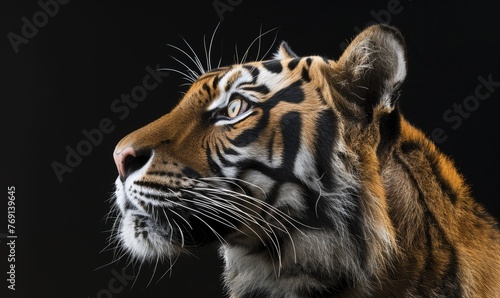 Close-up of a Siberian tiger's face under studio lights