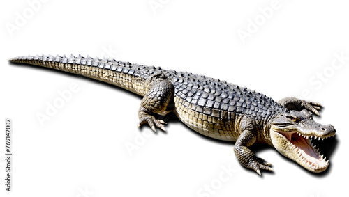 Crocodile without background image