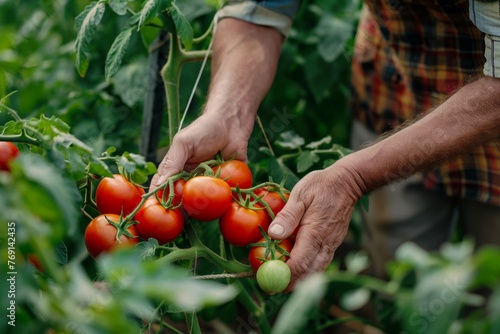 happy organic farmer harvesting tomatoes in a greenhouse farm, organic tomatoes harvesting closeup, farmer with tomatoes in the farm closeup, a farmer hand full of fresh tomatoes in the farm, tomatoes