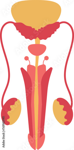 Parts of a Human Male Reproductive System Hand Drawn Illustration