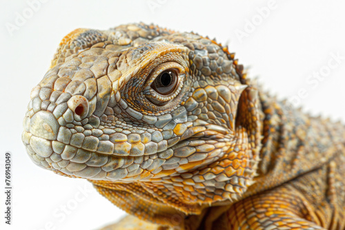 A purebred lizard poses for a portrait in a studio with a solid color background during a pet photoshoot.  