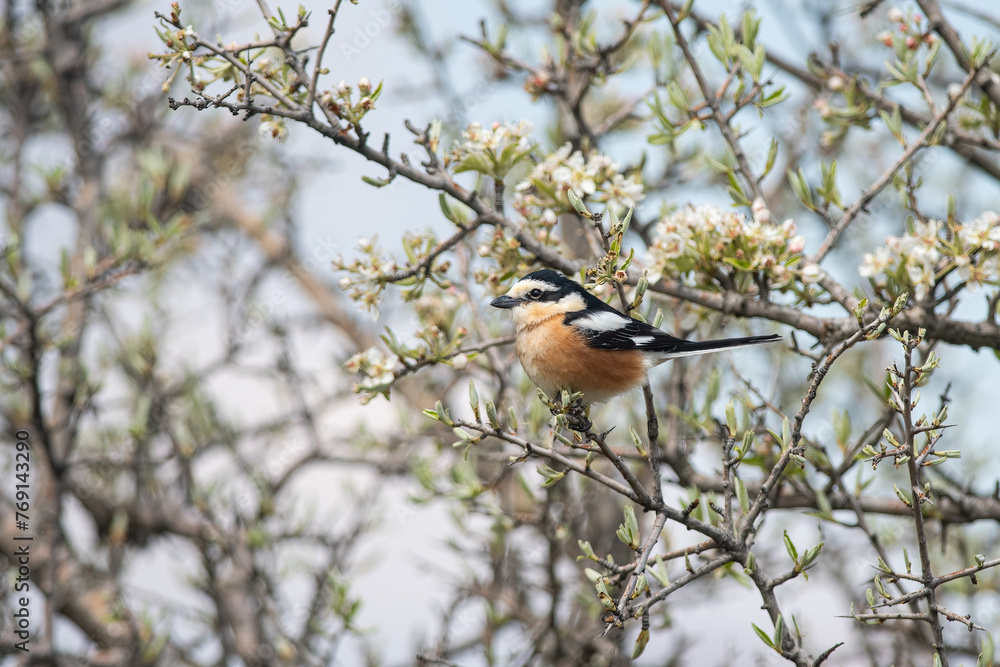Masked Shrike, Lanius nubicus on tree branch. Masked Shrike, Lanius nubicus on tree branch.