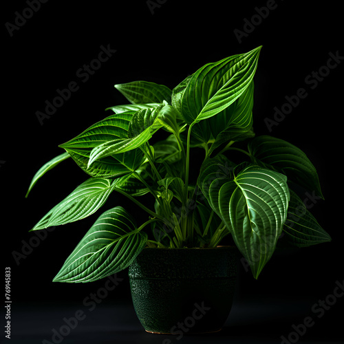 Green plant in a pot on a black background. Studio photography.