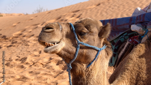 Close up of a dromedary camel  Camelus dromedarius  with a blue halter in the Sahara Desert  outside of Douz  Tunisia
