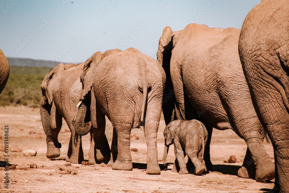 Fototapeta premium Elephant herd