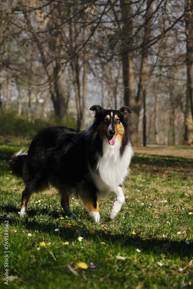 Black Tricolor Rough Collie walks in spring park on sunny day and poses. Funny Scottish Collie dog, Long-haired English Collie stays in nature. Full length portrait of pet outdoor. Black Tricolor Rough Collie walks in spring park on sunny day and poses. Funny Scottish Collie dog, Long-haired English Collie stays in nature. Full length portrait of pet outdoor.