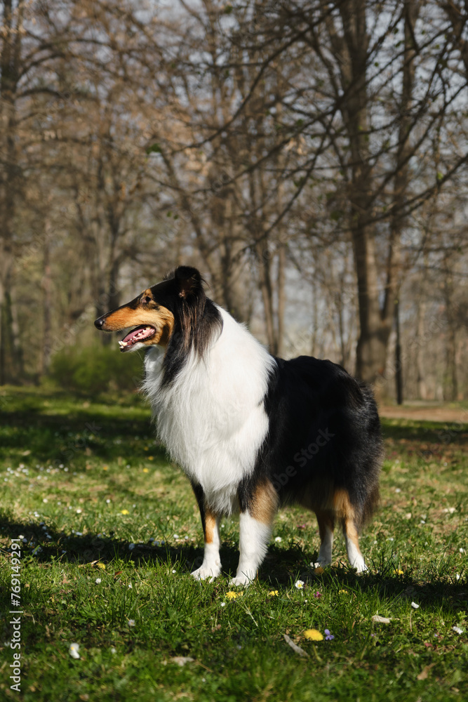 Black Tricolor Rough Collie walks in spring park on sunny day and poses. Funny Scottish Collie dog, Long-haired English Collie stays in nature. Full length portrait of pet outdoor. Black Tricolor Rough Collie walks in spring park on sunny day and poses. Funny Scottish Collie dog, Long-haired English Collie stays in nature. Full length portrait of pet outdoor.