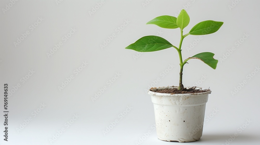 Young green plant sprouting in a white pot against a simple neutral background Young green plant sprouting in a white pot against a simple neutral background