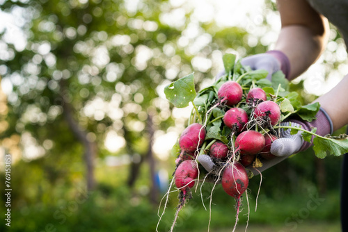 Close-up, organic fresh vegetables. The farmer has a fresh radish in his hands. Local food.