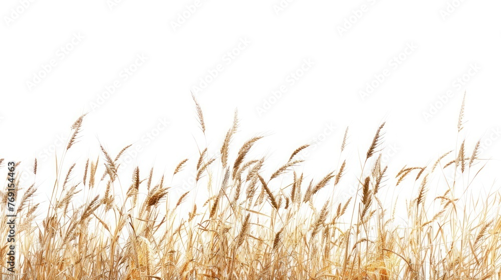 Obraz premium Ripe wheat in the field,white background