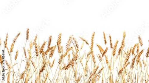 Ripe wheat in the field,white background