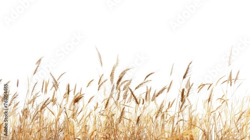 Ripe wheat in the field,white background