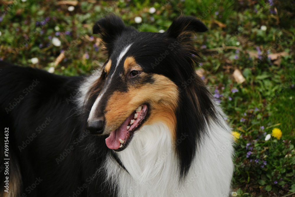 Tricolor Rough Collie poses in spring park on sunny day. Scottish Collie dog, Long-haired English Collie lies in nature on green grass with wild flowers. Portrait of cute friendly pet outdoor.