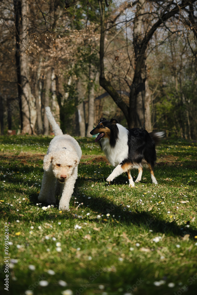 Two dogs on a walk in a spring park on a sunny day walking among wild flowers. A white curly-haired poodle and a black long-haired Scottish Shepherd collie.