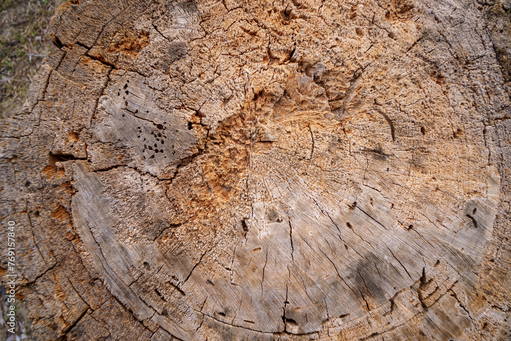 The surface of an old stump as a background or texture of a tree The surface of an old stump as a background or texture of a tree