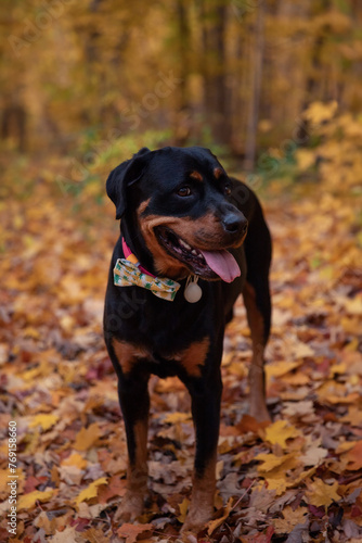 Rottweiler dog in the autumn forest. Selective focus. Toronto, Canada.