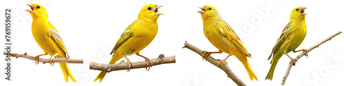 canary bird singing on branch, cutout, png isolated transparent background © muhamad