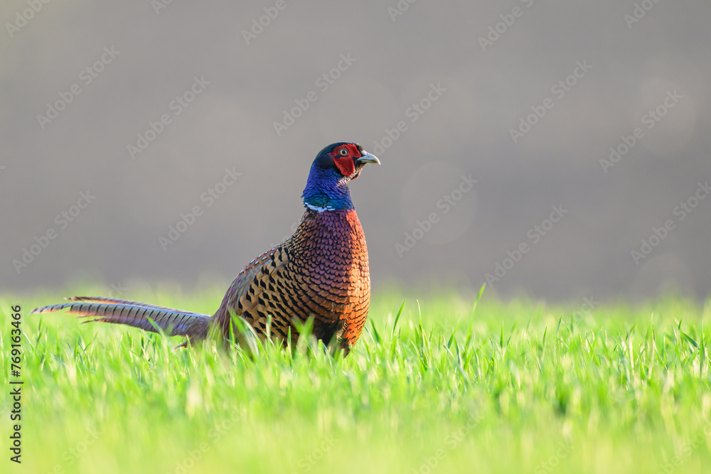 Fototapeta premium Fasan in einer Wiese