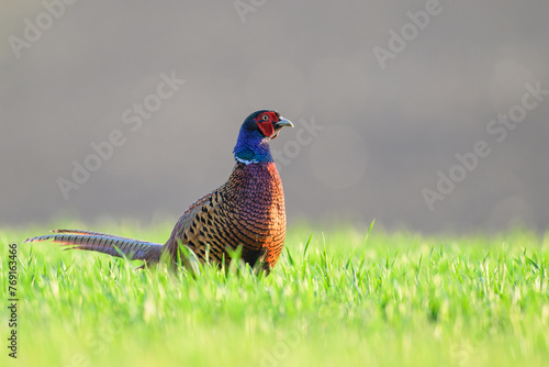 Wallpaper Mural Fasan in einer Wiese Torontodigital.ca