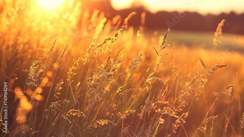 Beautiful natural panoramic countryside landscape. Blooming wild high grass in nature at sunset warm summer. Pastoral scenery. Selective focusing on foreground.