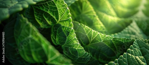 Close-up of plant interior geometry