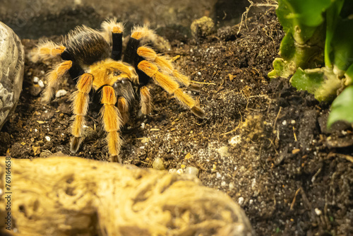 Duży, piękny, kolorowy pająk tarantula