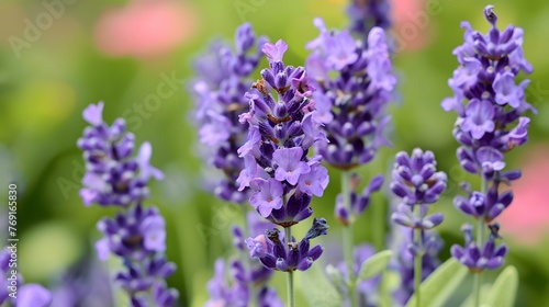 Lavender flower close up in the garden 